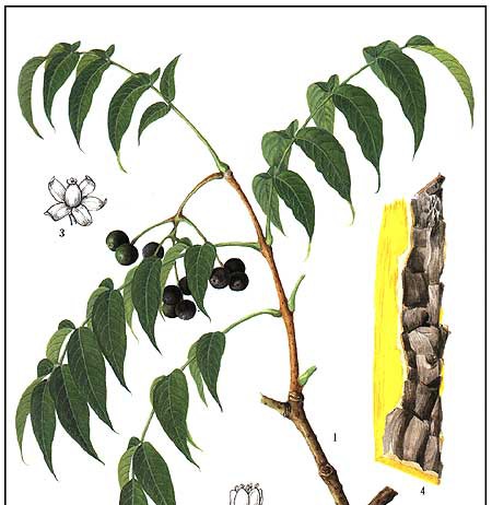 Viêm nhiễm phụ khoa